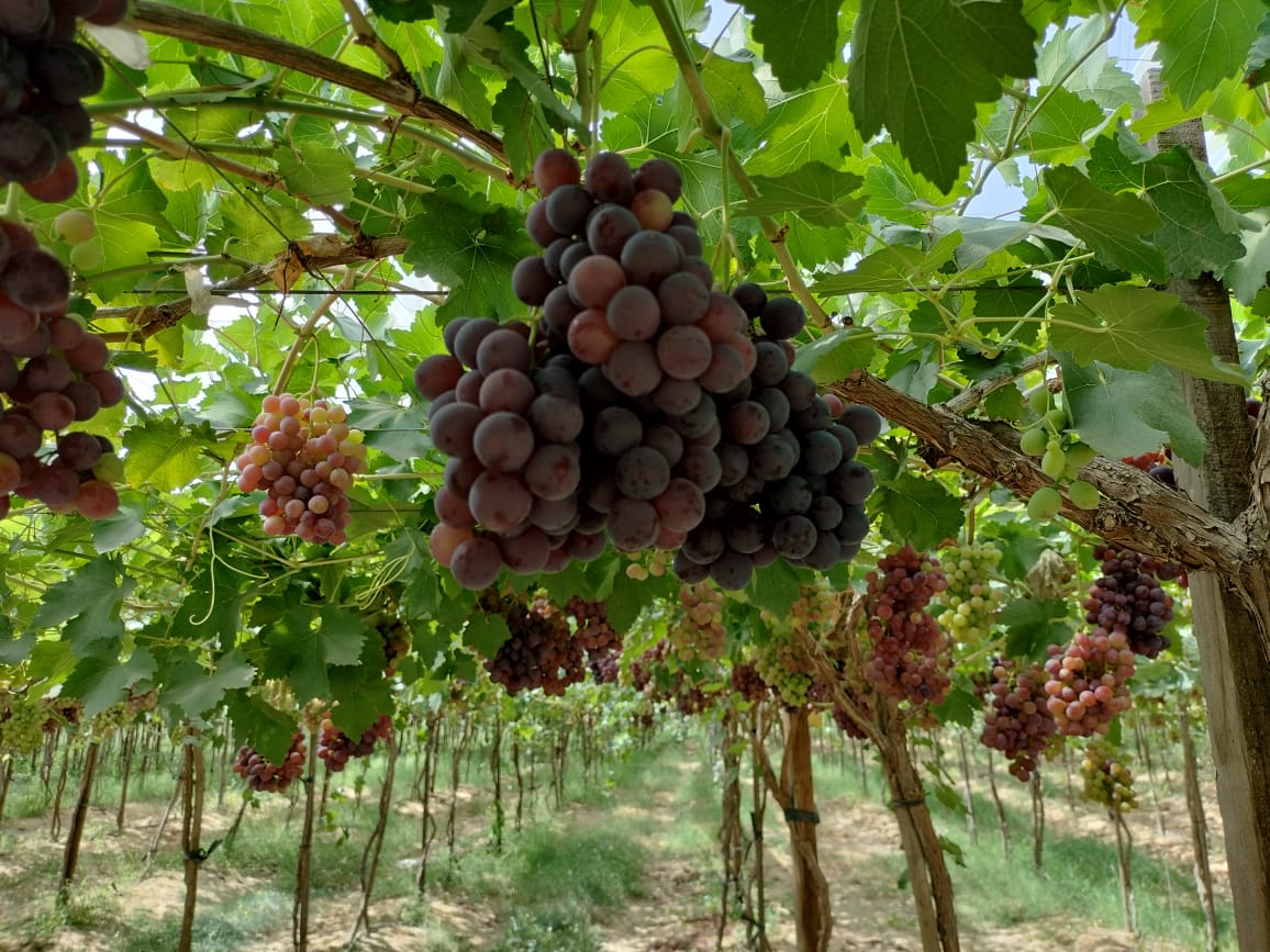 Table Grapes Detail 2